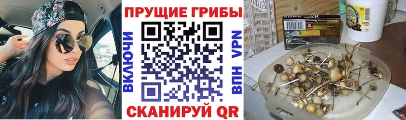 Купить закладки  Сосновоборск  Галлюциногенные грибы GOLDEN TEACHER 